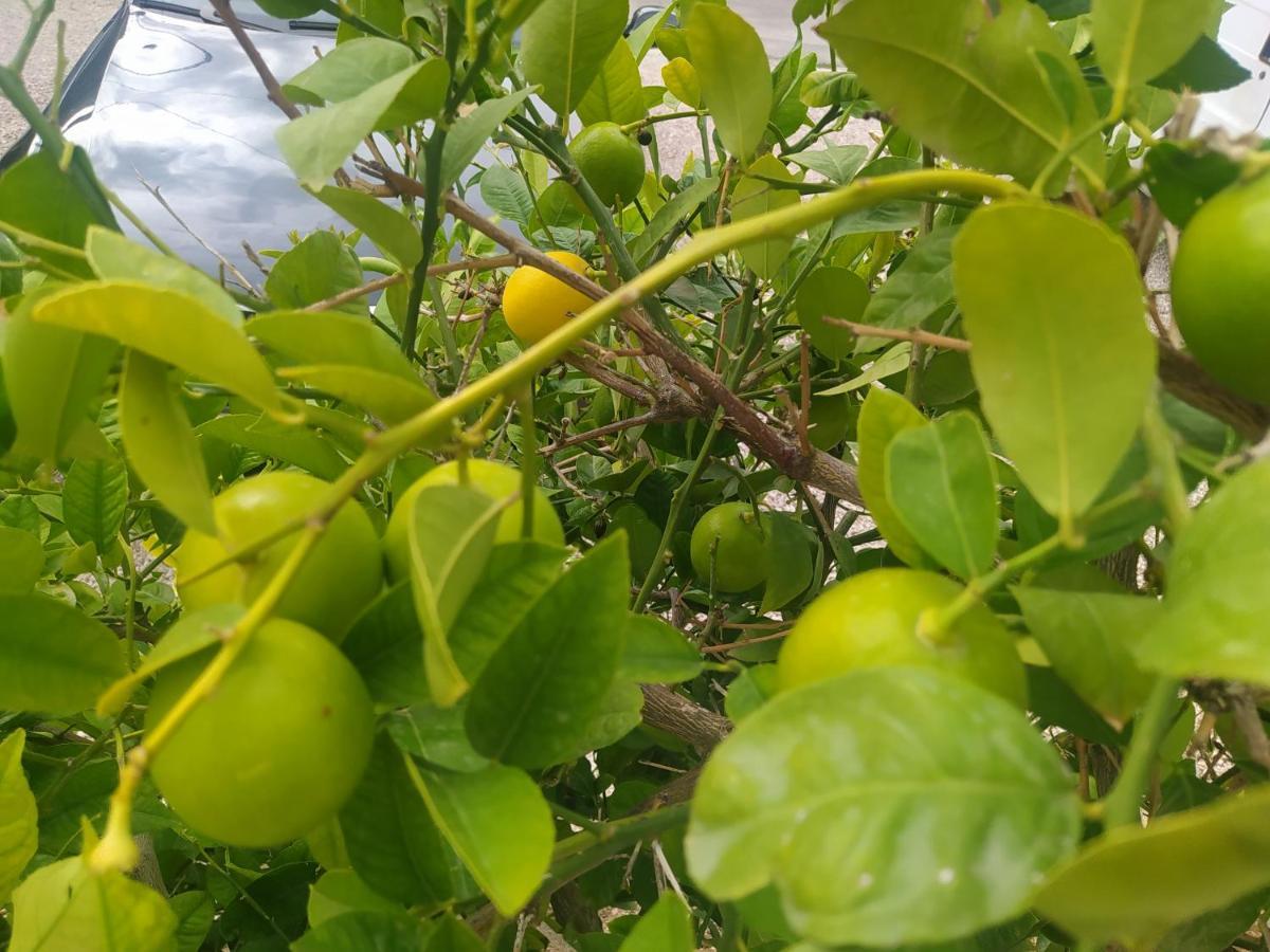 Apartmani Trubi 3 沃迪切 外观 照片
